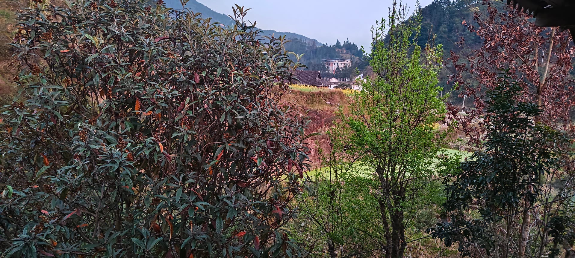 请输入图片描述